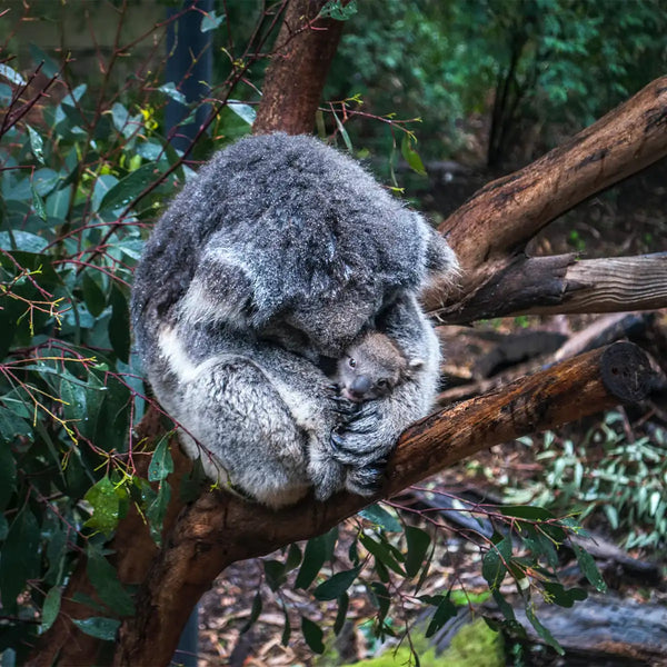 koala hugging baby koala on eucalyptus