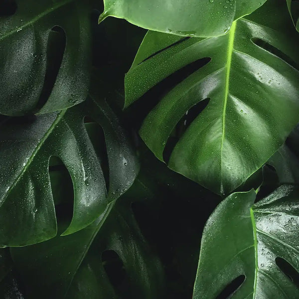 Green Leaves representing Balance Collection By Oxum